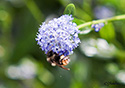 Bombus terrestris